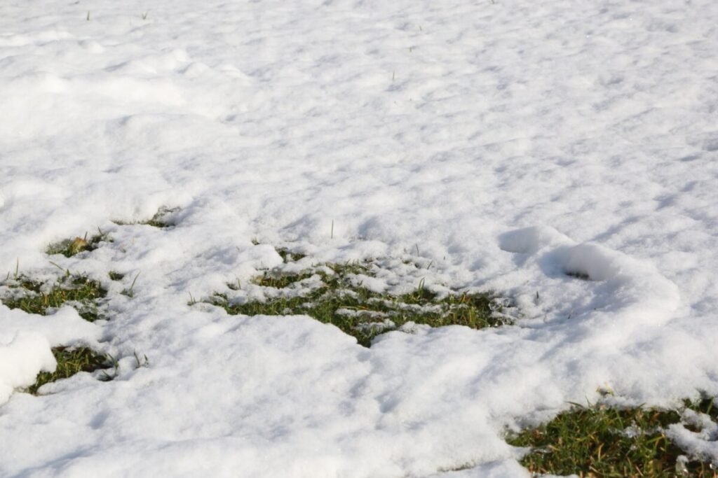 人工芝と積雪