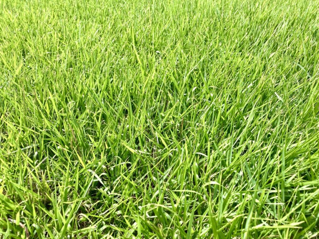 伸びすぎた芝生