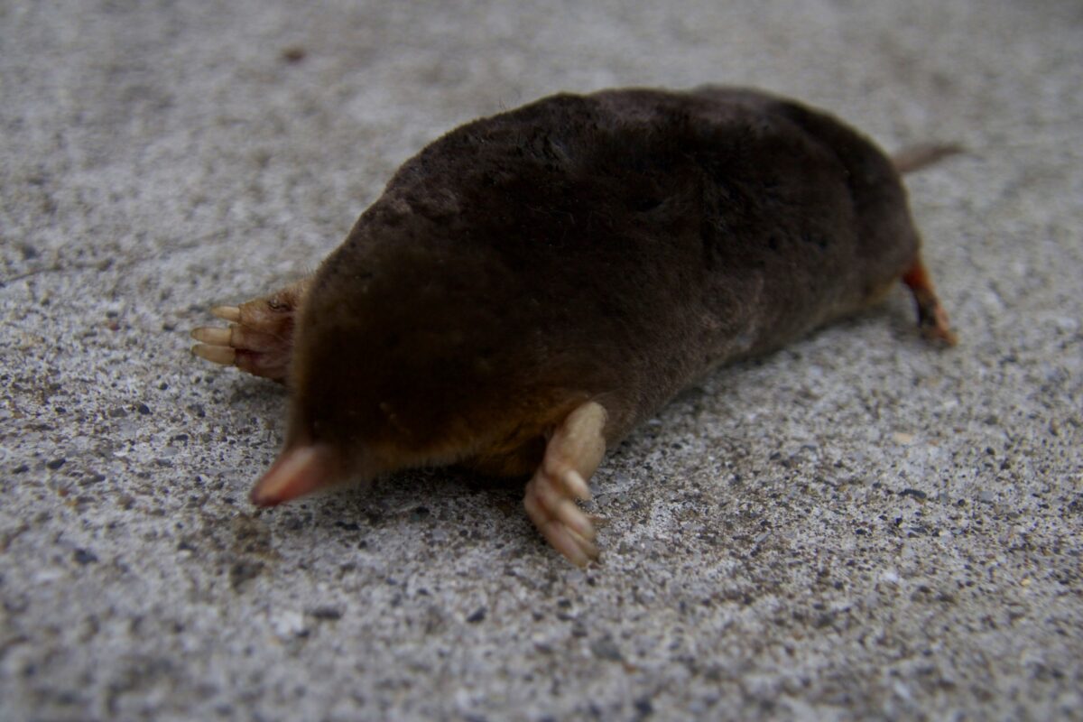 それはあなたのシステムに何をもたらしますか?