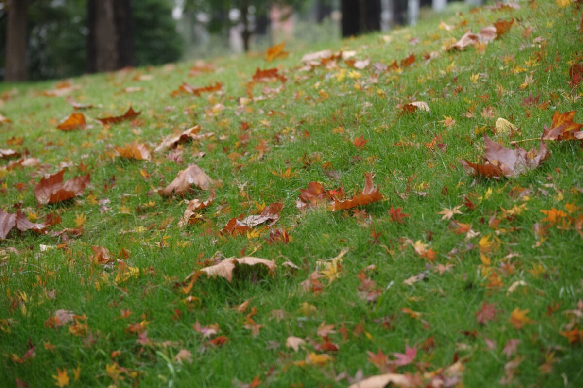 人工芝の落ち葉の掃除アイテム