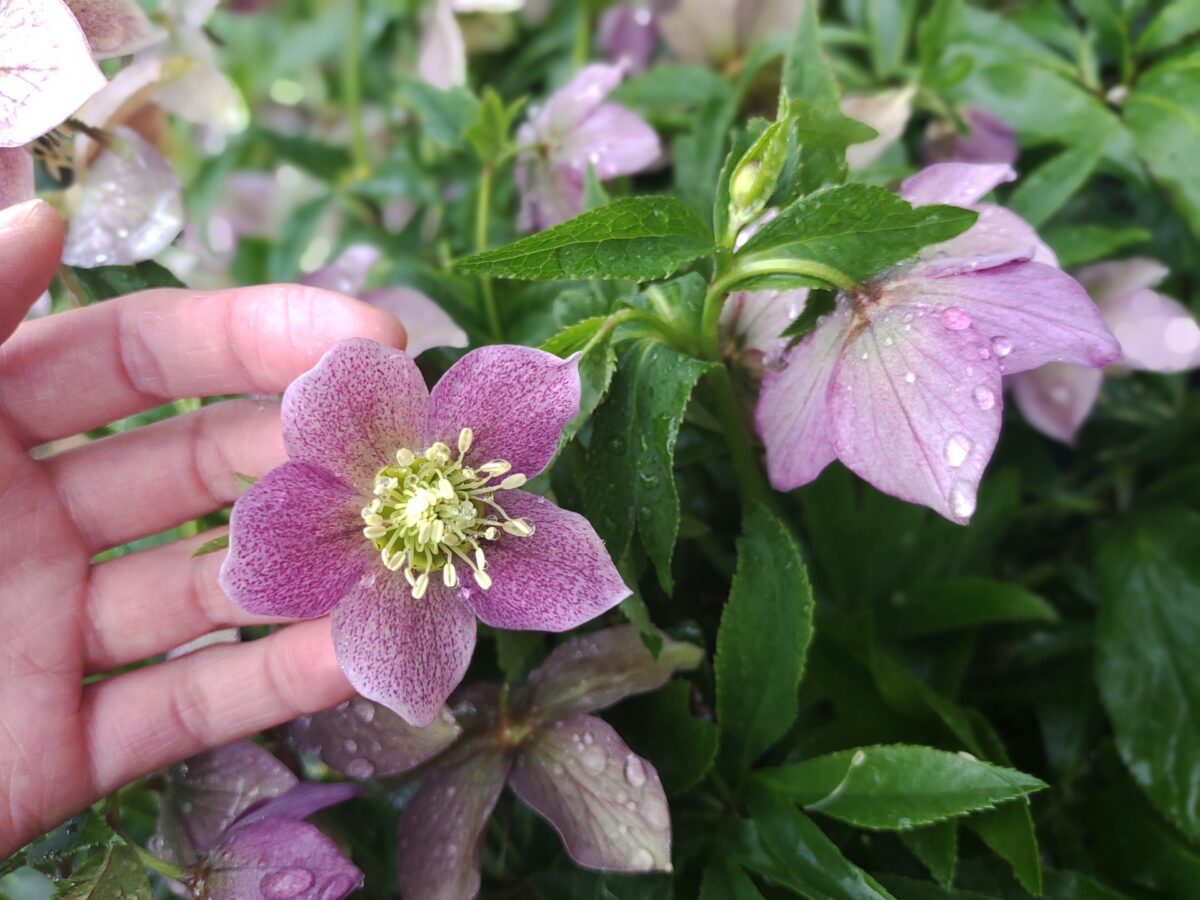 ガーデニングで楽しめる冬の花3選｜手入れの楽な庭づくりのコツも | 人工芝ドットコム