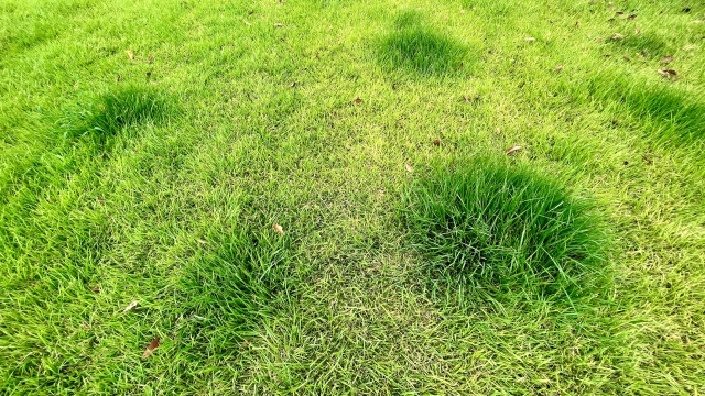 凸凹の芝生