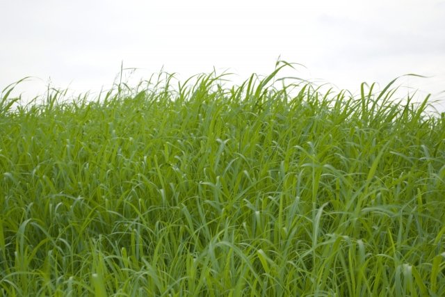 伸びきった芝