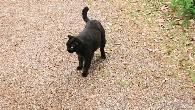 野良猫がトイレをしにくることも