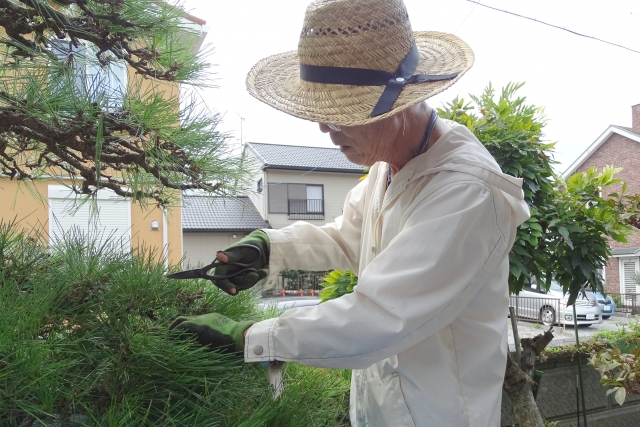 枝を短く切りすぎないように切る