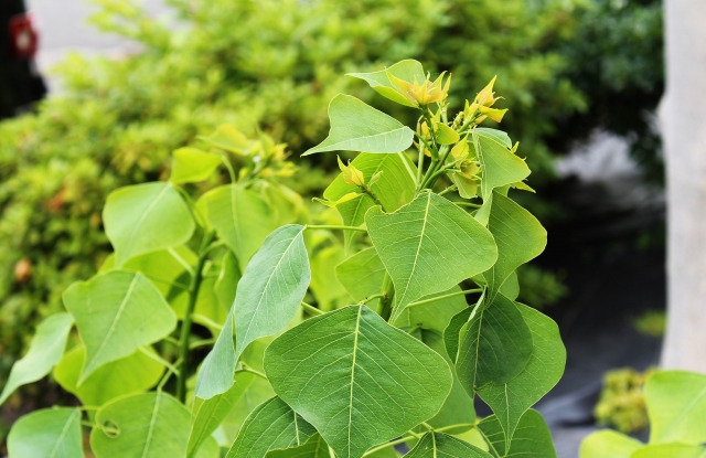 デメリット：植栽の季節の移り変わりとミスマッチになることも