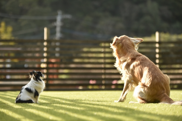 人工芝に犬のトイレの匂いがつく理由