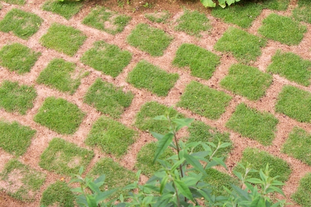 芝生が土壌に根付くまで待つこと