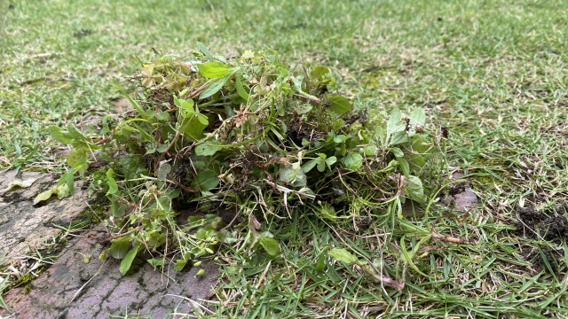 天然の芝や雑草の根が枯れることで、剥ぎ取りがしやすくなる