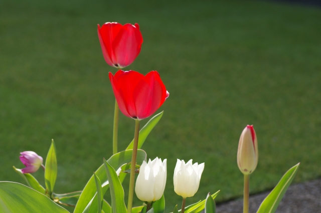 人工芝の上に植木鉢を置くには？