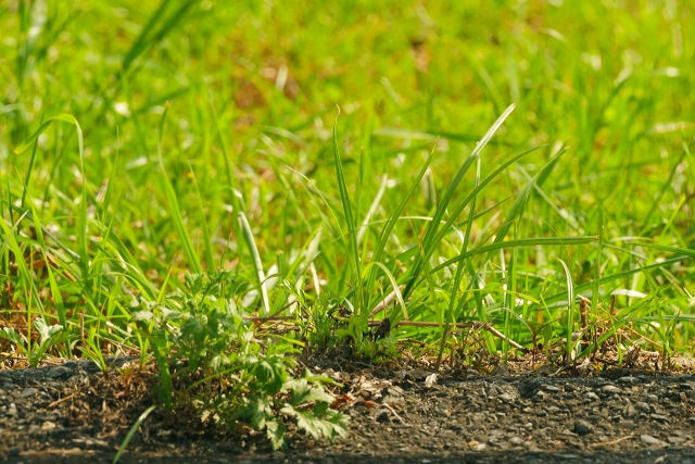 防草シートを敷かないと雑草が生える