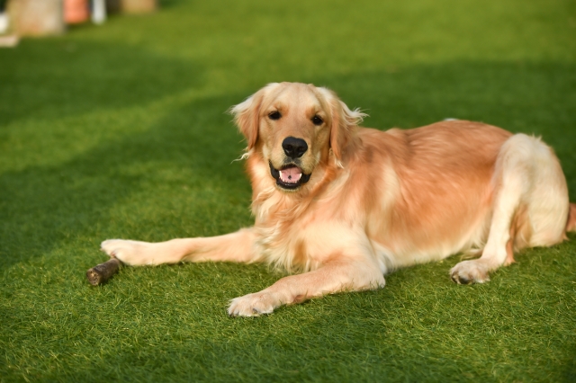 人工芝の掃除に重曹を使うのは特にペットを飼っている家庭で有効