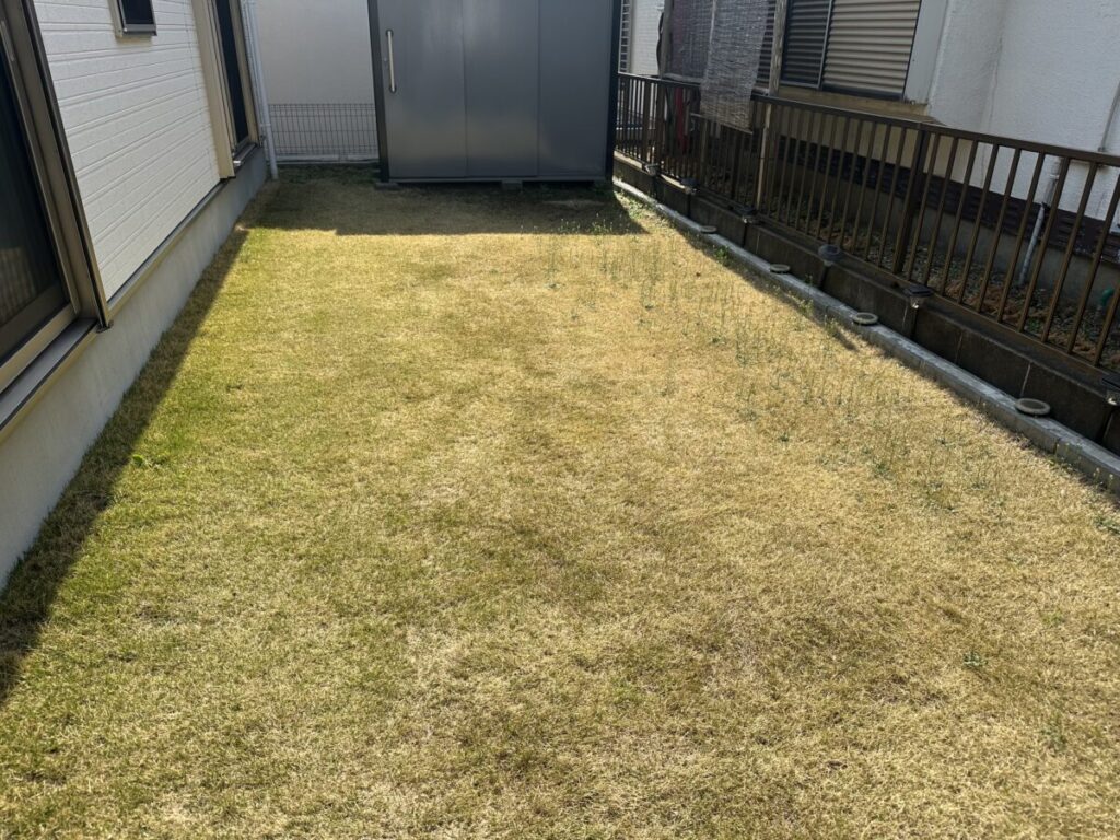 元の天然芝