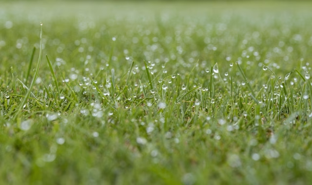 人工芝は雨のあとメンテナンスが必要？ 