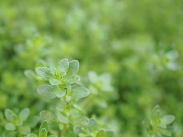 グランドカバー植物は自然な見た目と季節感を楽しめる