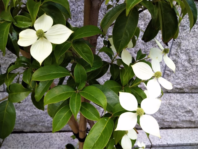植栽や外構アイテムと組み合わせる